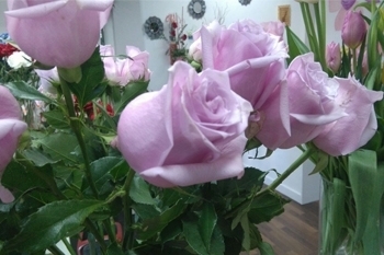 Rosas rosas Dos Hermanas